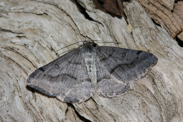 Digrammia rippertaria?